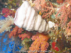 Coral  garden by Bea & Stef Primatesta 